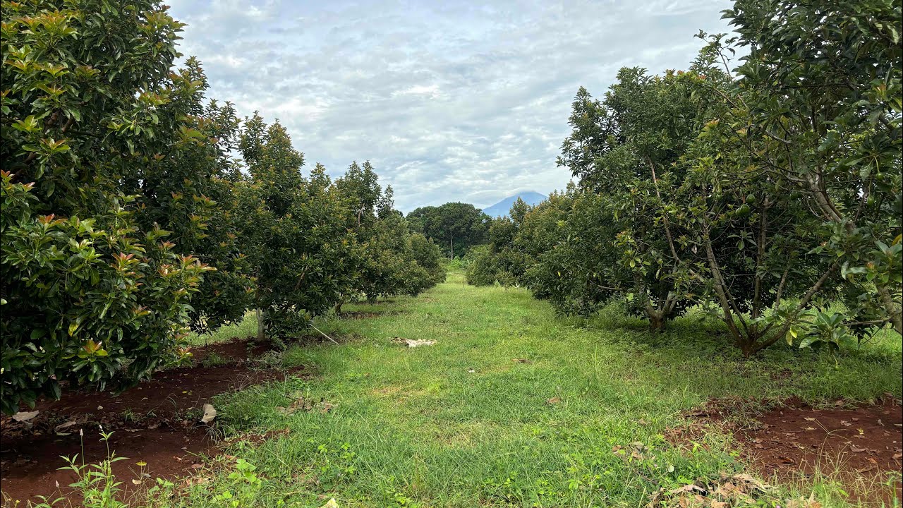 ALPUKAT MIKI JARAK TANAM 8x4, 8x8, 6x5 di GUMOLONG FARM, Mana Yang Ideal?