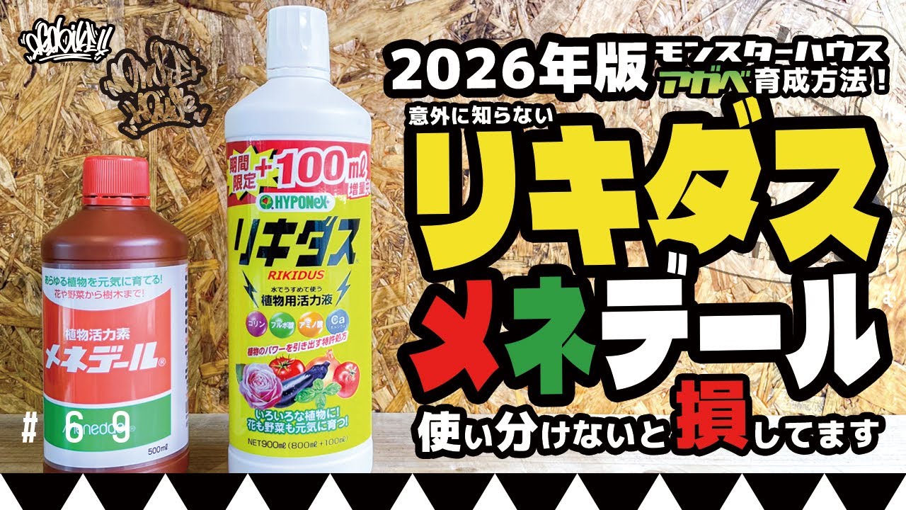 リキダスとメネデールの意外に知らない使い方！2026年版アガベ育成方法！【活力剤編】
