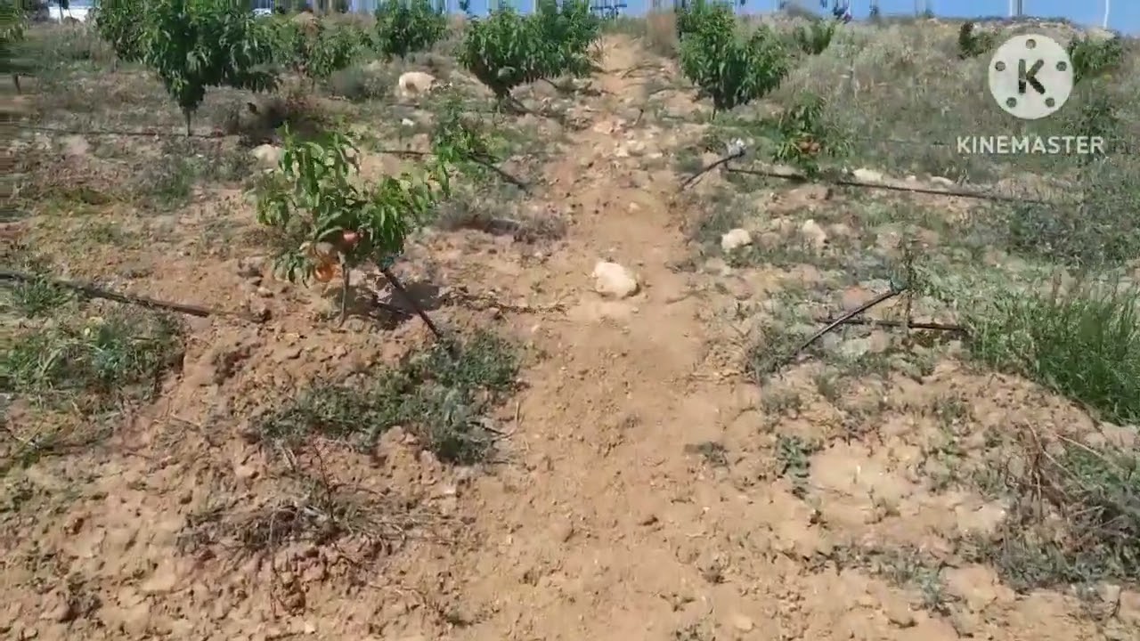 بيع  فيرمة سغيرة زوج قطارة نصف عقدملكية ليفراي فونسي 06 65 71 38 41 