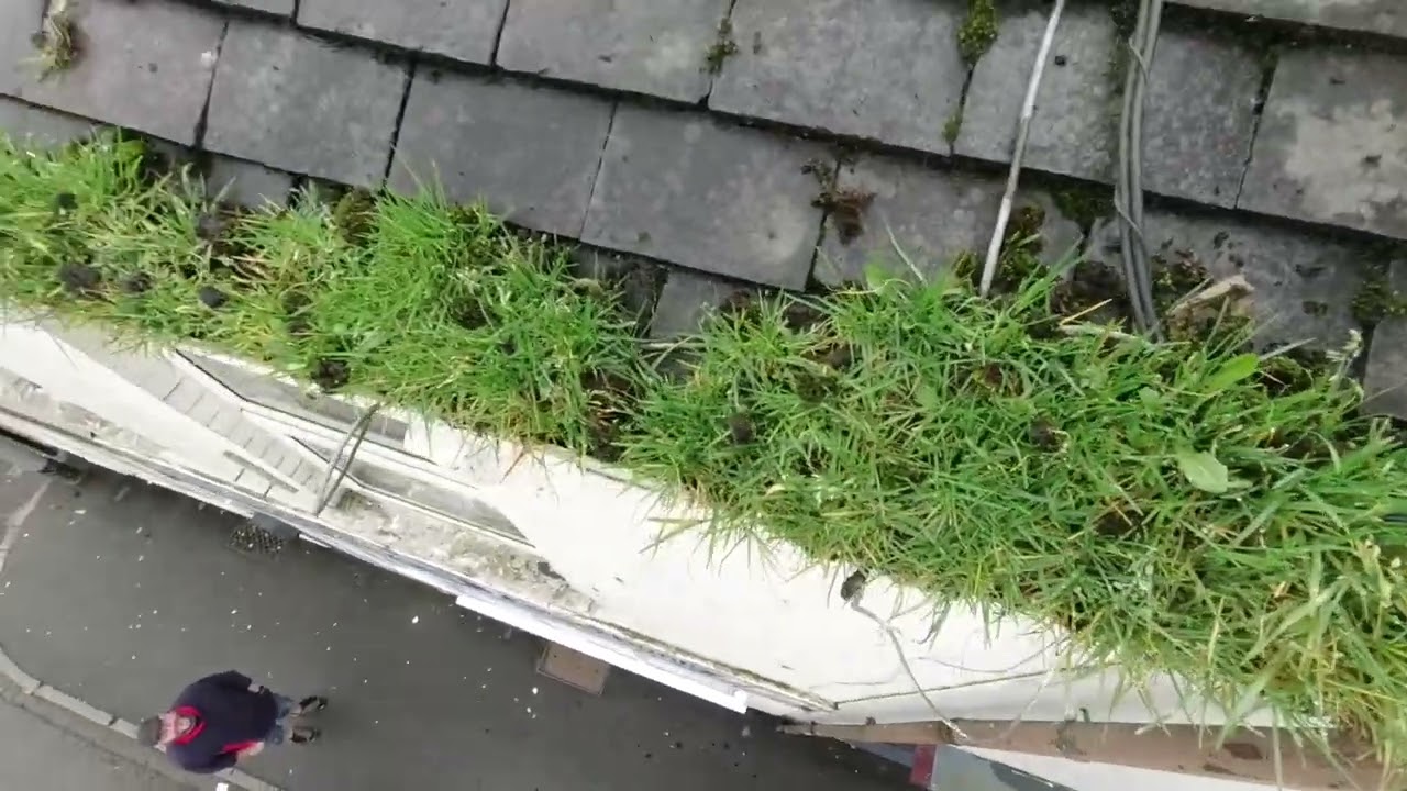 Gutter clearing what grows up must come down 