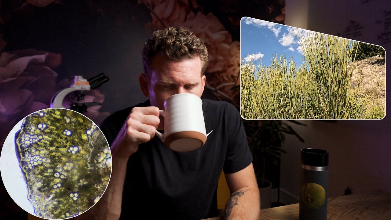 I Try Green Mormon Tea...Plant
