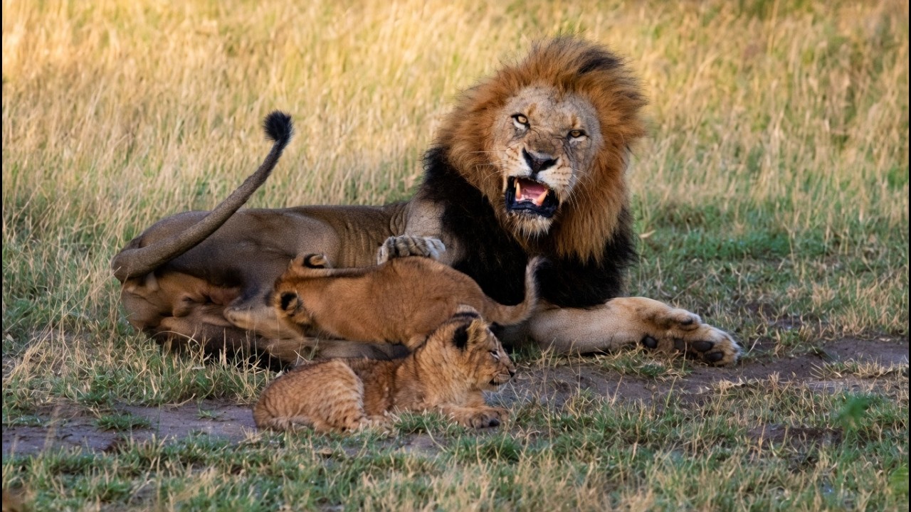 Confused Cub Attempts to Drink Milk from Male Lion | Ndhzenga Male Lion & Nkuhuma Cub | Today