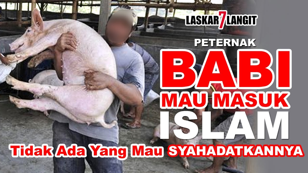 Peternak Babi Masuk Islam Tidak Ada Yang Mau Mensyahadatkannya #mualaf