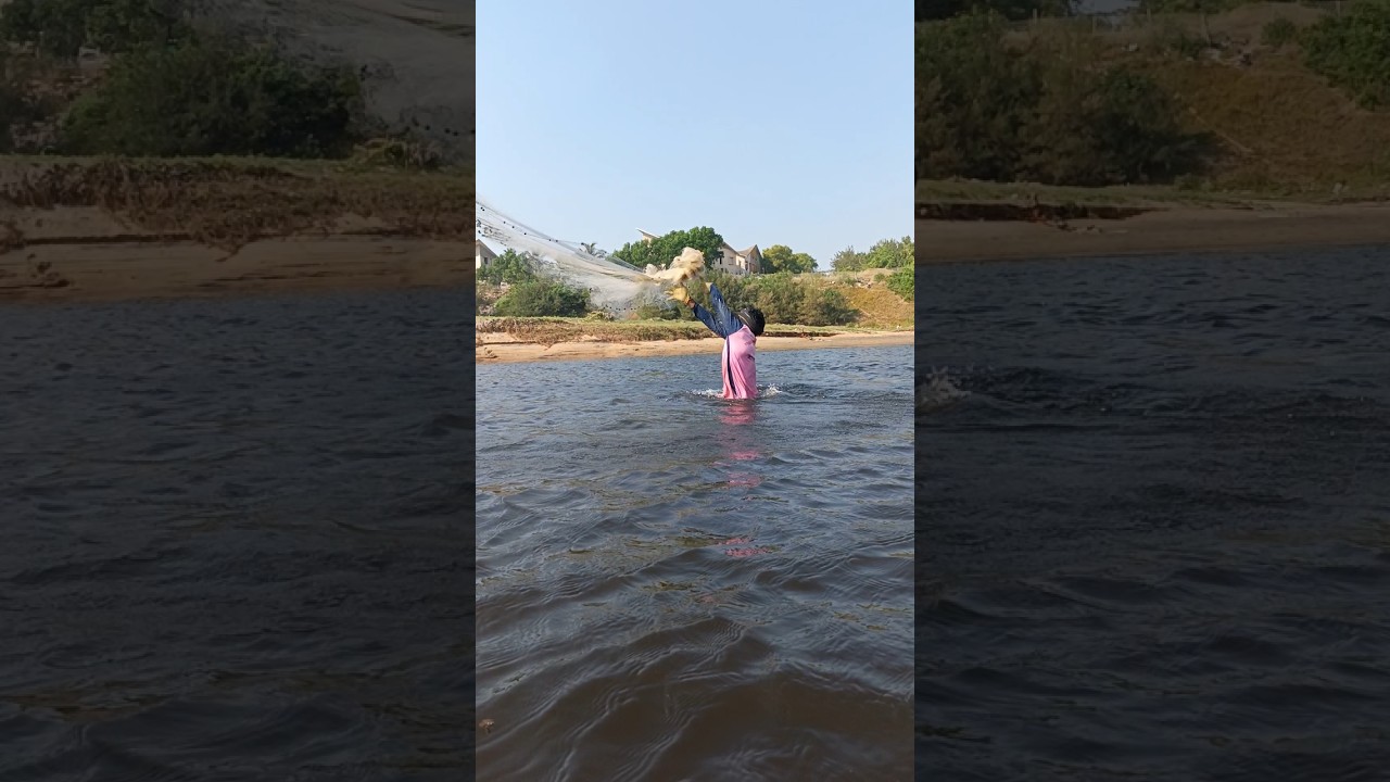 Amazing river big fish catch by net fishing 