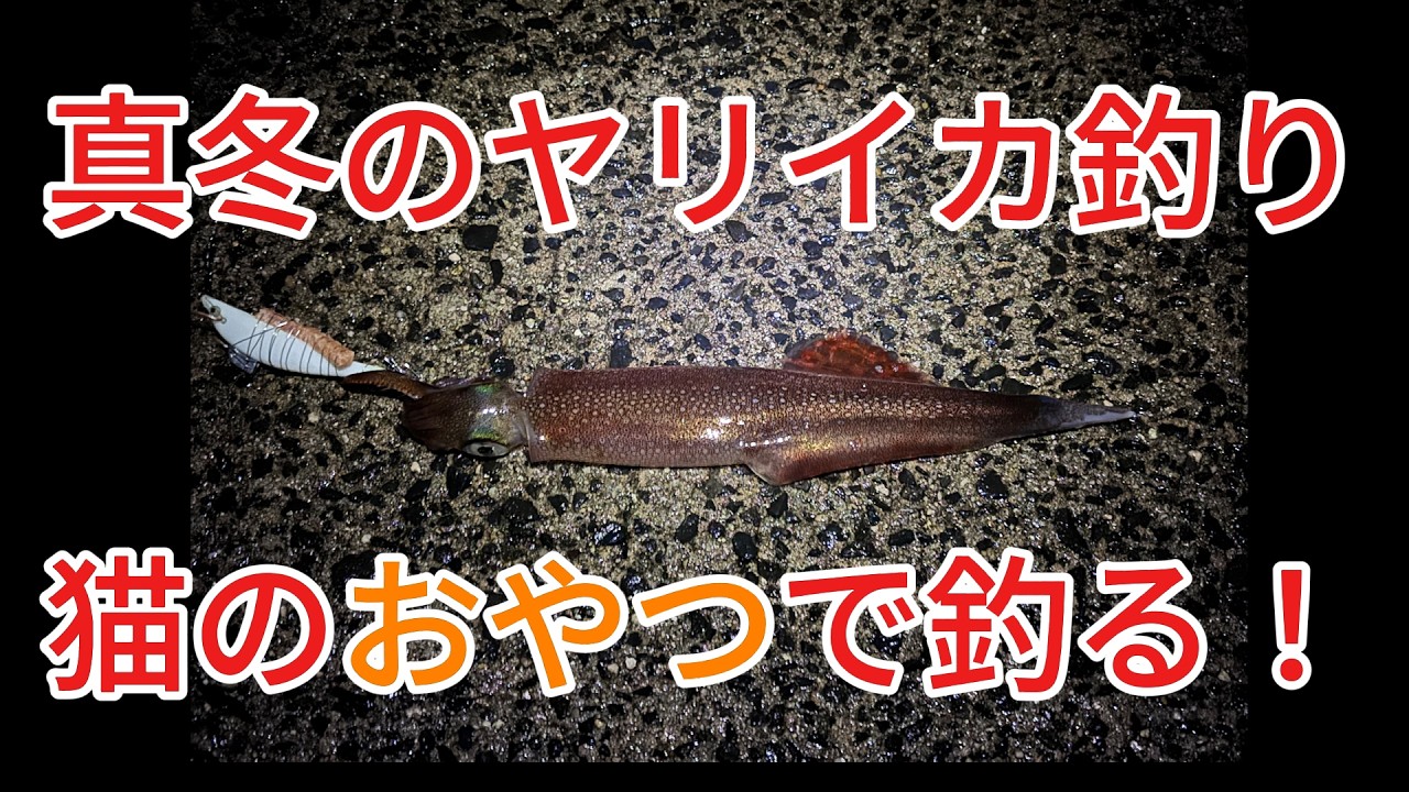 真冬のヤリイカ釣り。猫のおやつを付けたエギングと、ウキ釣り。