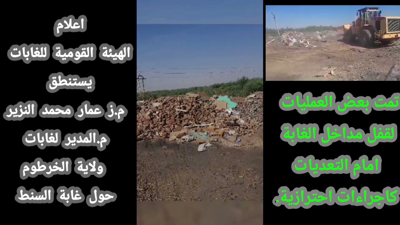 غابة السنط ستعود باذن الله 