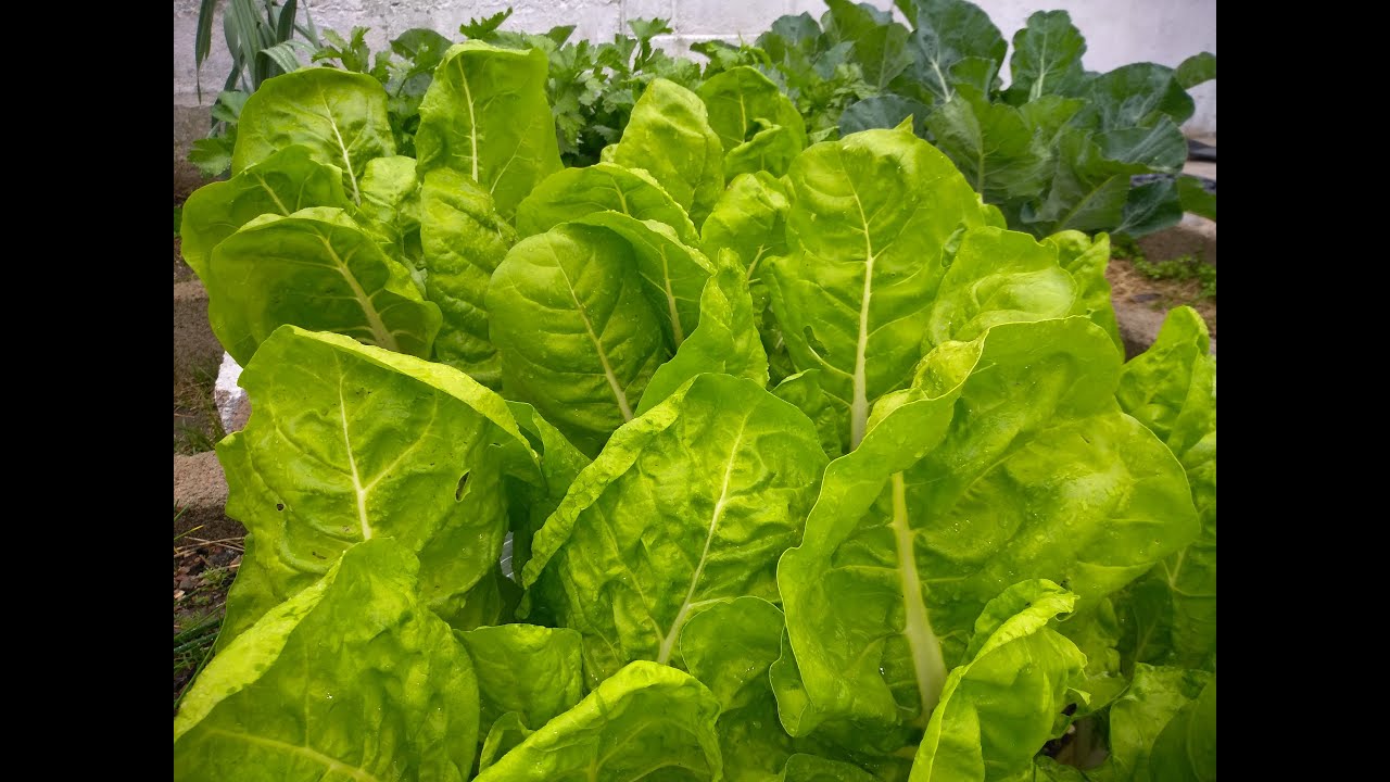 como sembrar acelga de semilla en el huerto de casa fácil...