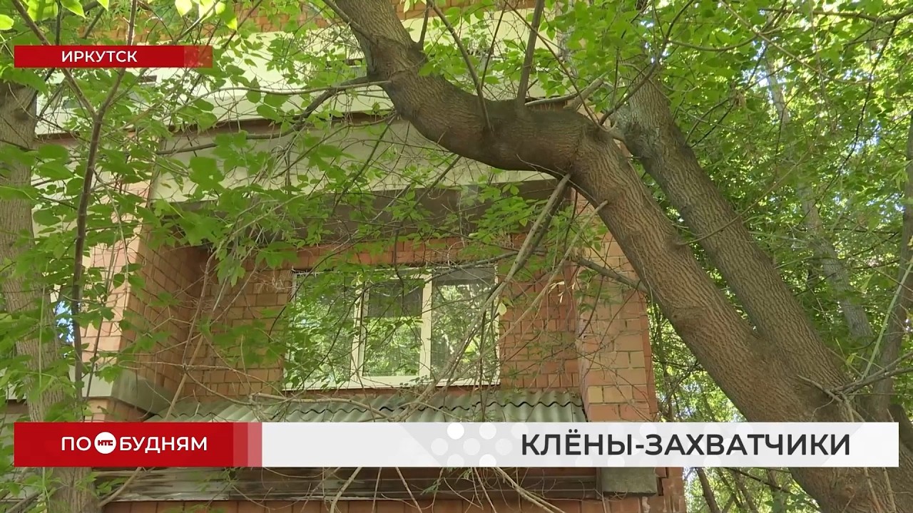 Maple trees have taken over a courtyard in Irkutsk, blocking light from entering apartments
