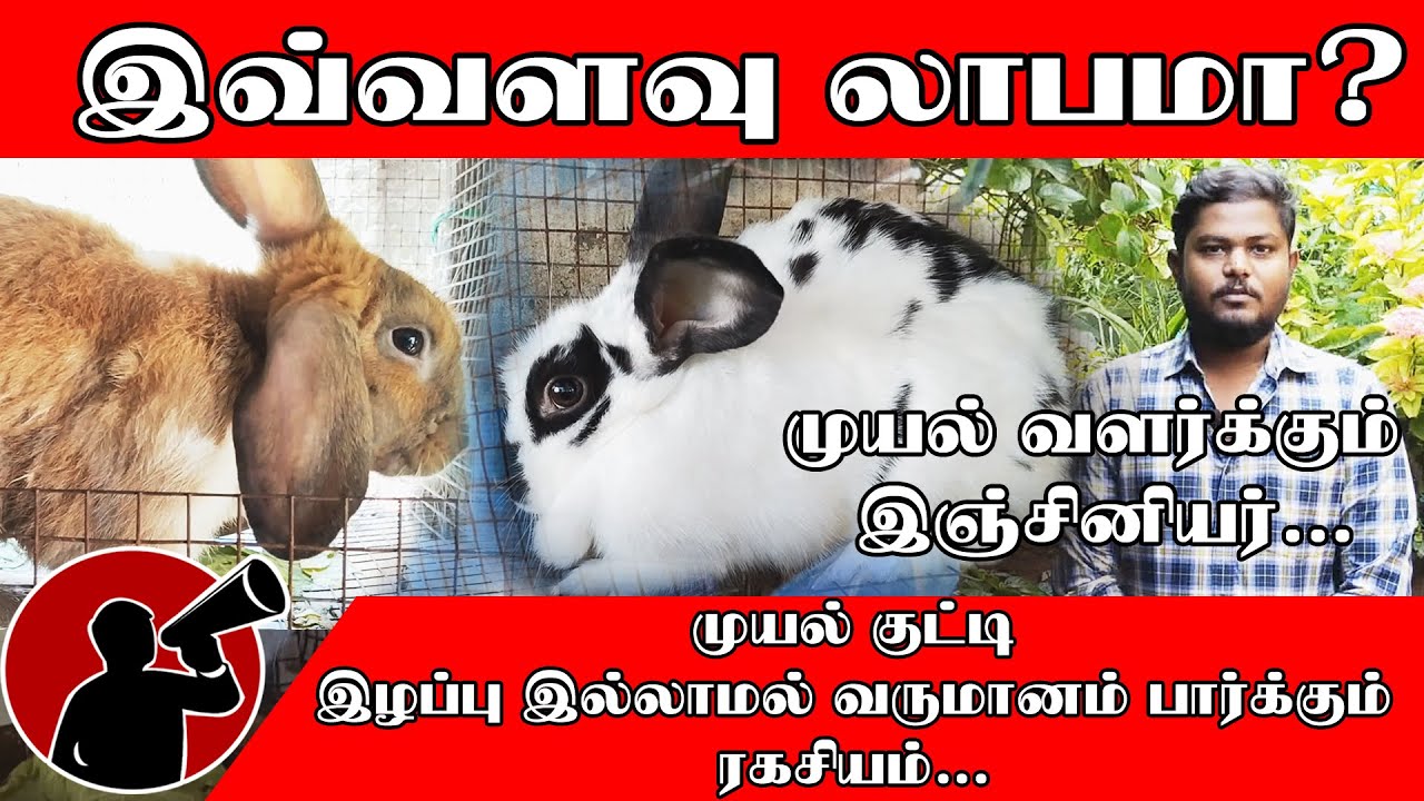 இவ்வளவு லாபமா?  முயல் வளர்க்கும் இஞ்சினியர்... #RabbitFarm #ChennaiRabbit