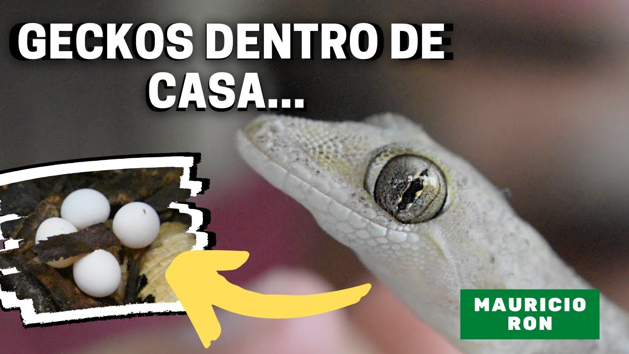 CONSEGUÍ UN MONTON DE HUEVOS DE GECKO| La Verdad sobre los Geckos que viven dentro de nuestras casas