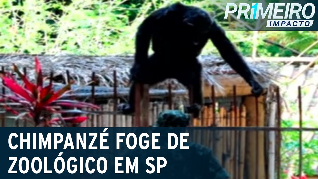 SP: chimpanzé foge da jaula no zoológico e volta após três horas | Primeiro Impacto (17/11/20)