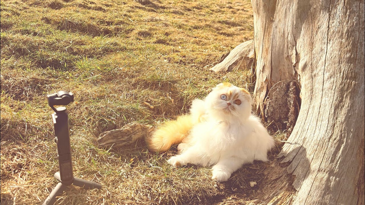 Exploring the spring with MAYA 