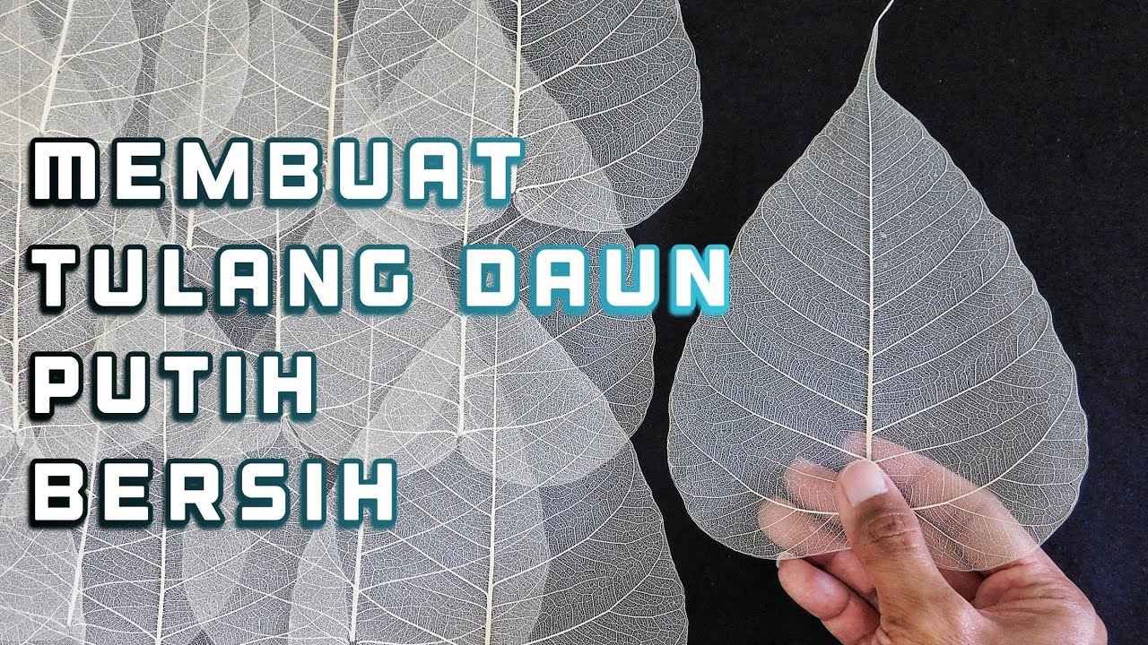 Cara membuat tulang daun putih bersih | leaf skeleton | diy skeleton leaves