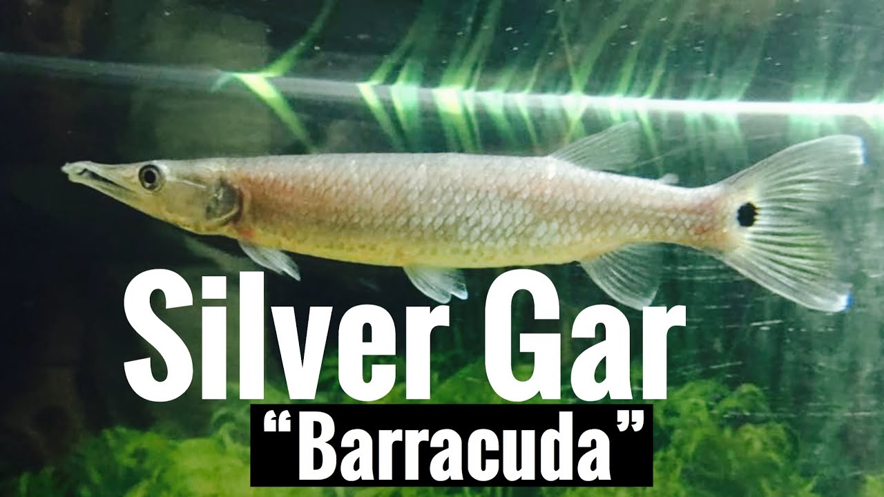 Hujeta Silver Gar “Barracuda” Care