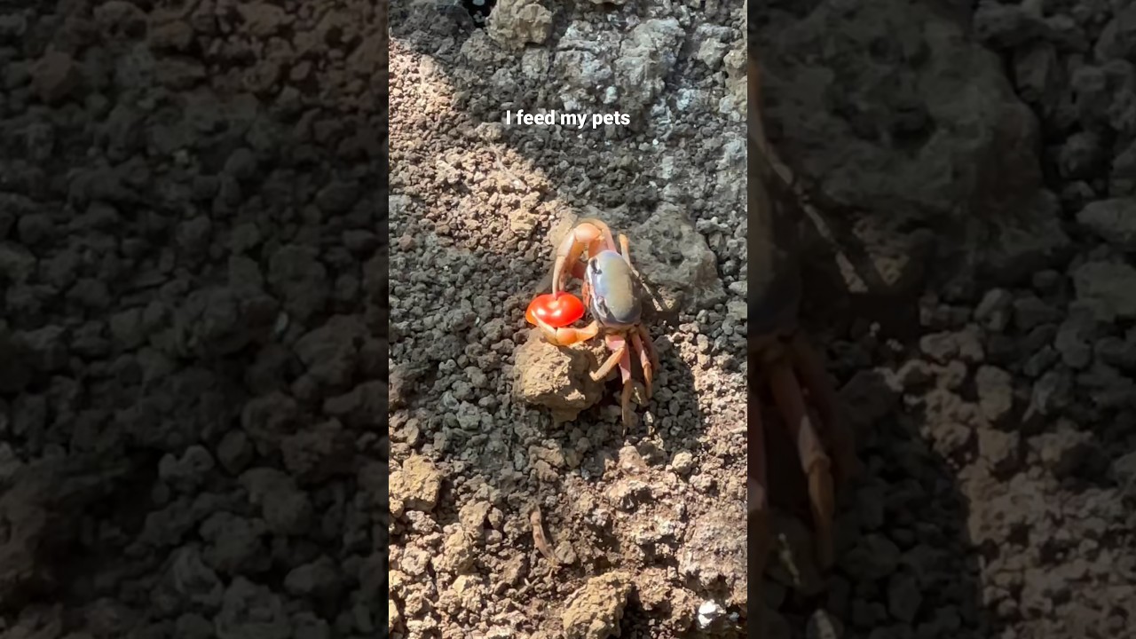 I feed my pets😛🦀 #travel #worldtrip #myway #worldtripdaria#hitchhiking#crab