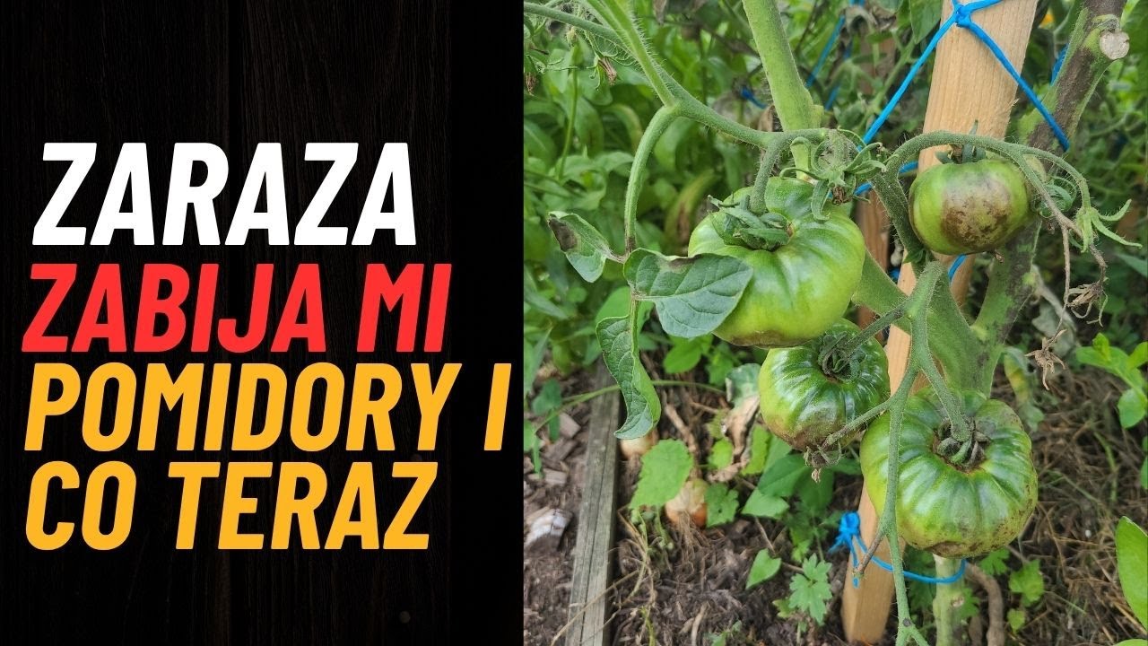 Katastrofa w ogrodzie... nierówna walka z zarazą ziemniaczaną na moich pomidorach.