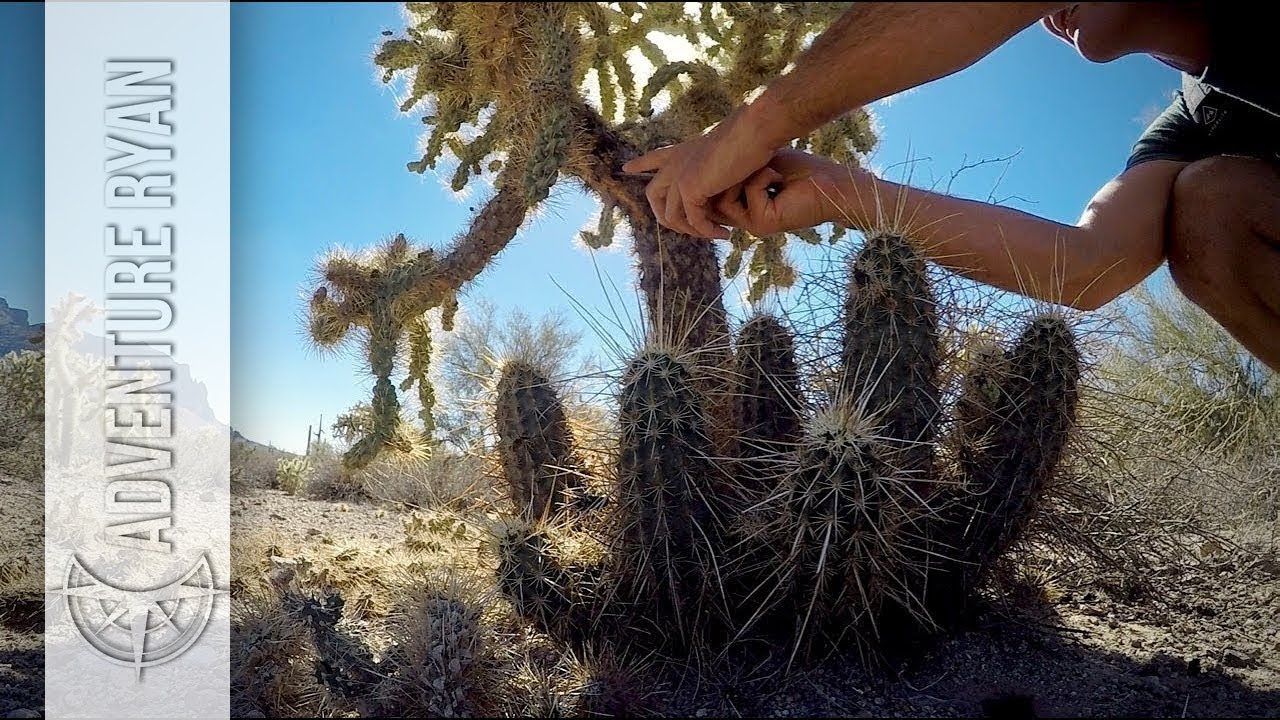 Foraging for Medicinal Jumping Cactus Gum: A Painful Process