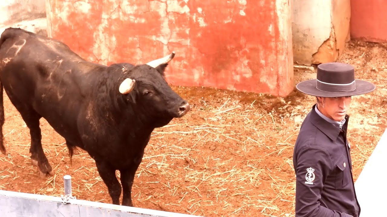 9. AS DE LA FIESTA en Salamanca, Apartado Toros de Sánchez y Sánchez, La Vega 2024 (por Carlos López