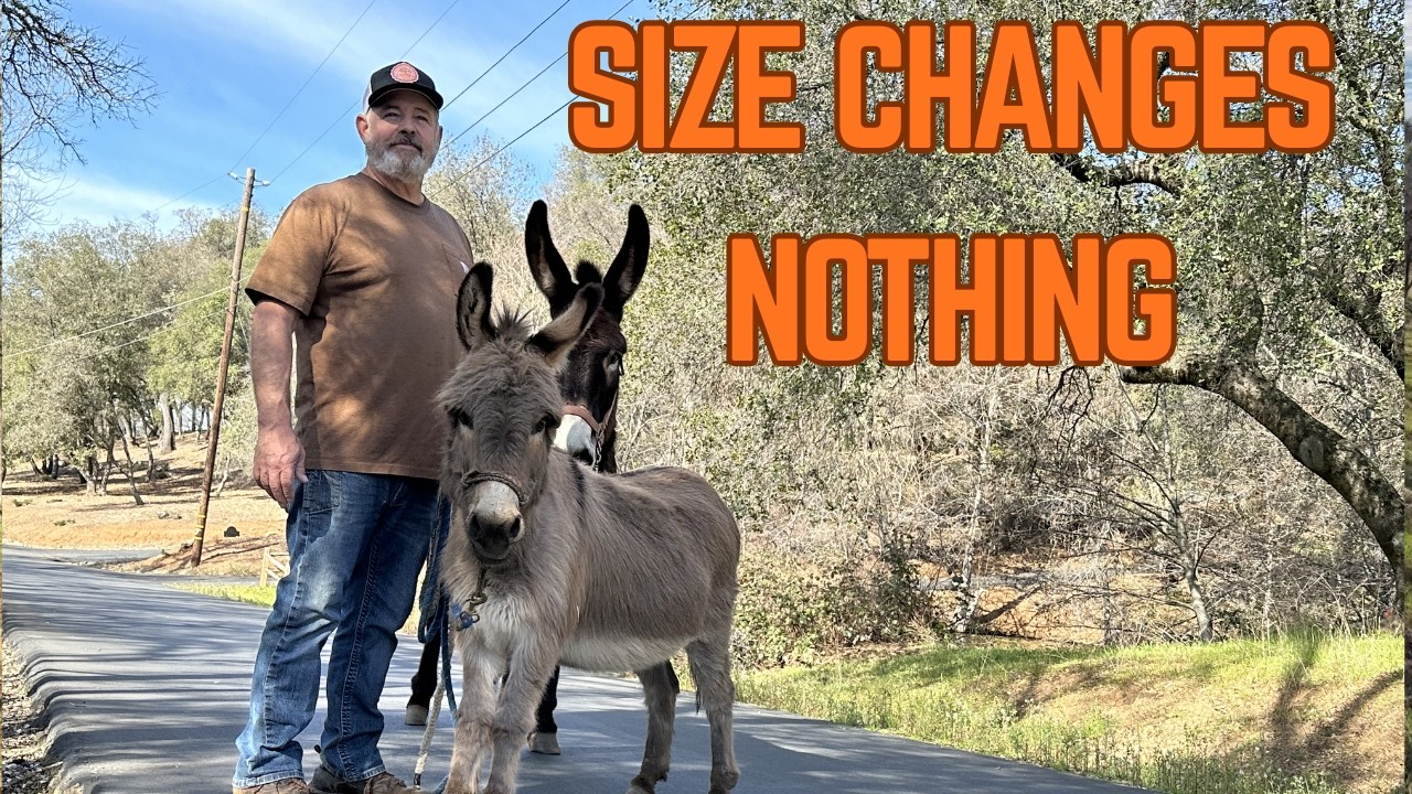 Mini Donkey vs Mammoth Donkey — The Same Rules Apply