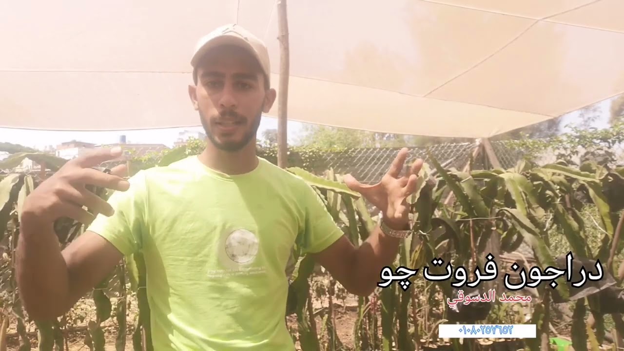 معاملات الموجه الثانية للدراجون فورت ٢٠٢٥