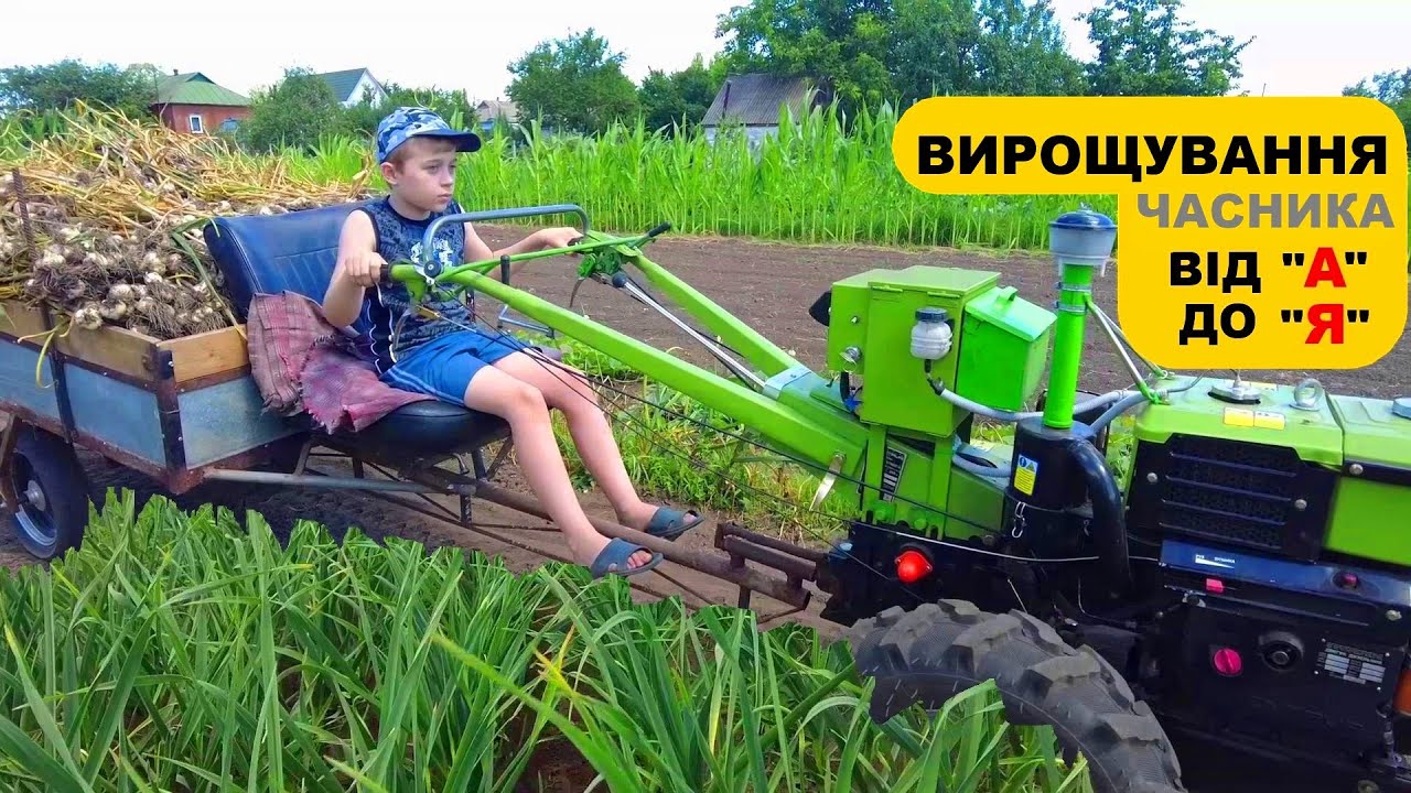 Выращивание чеснока в одном видео!