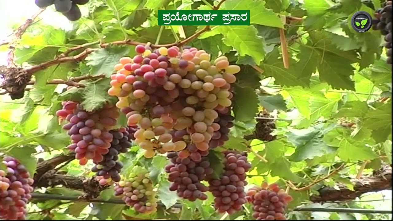 Shramajeevi TV Promo