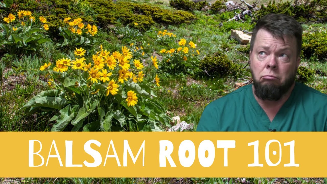 Is Arrowleaf Balsamroot Medicinal?