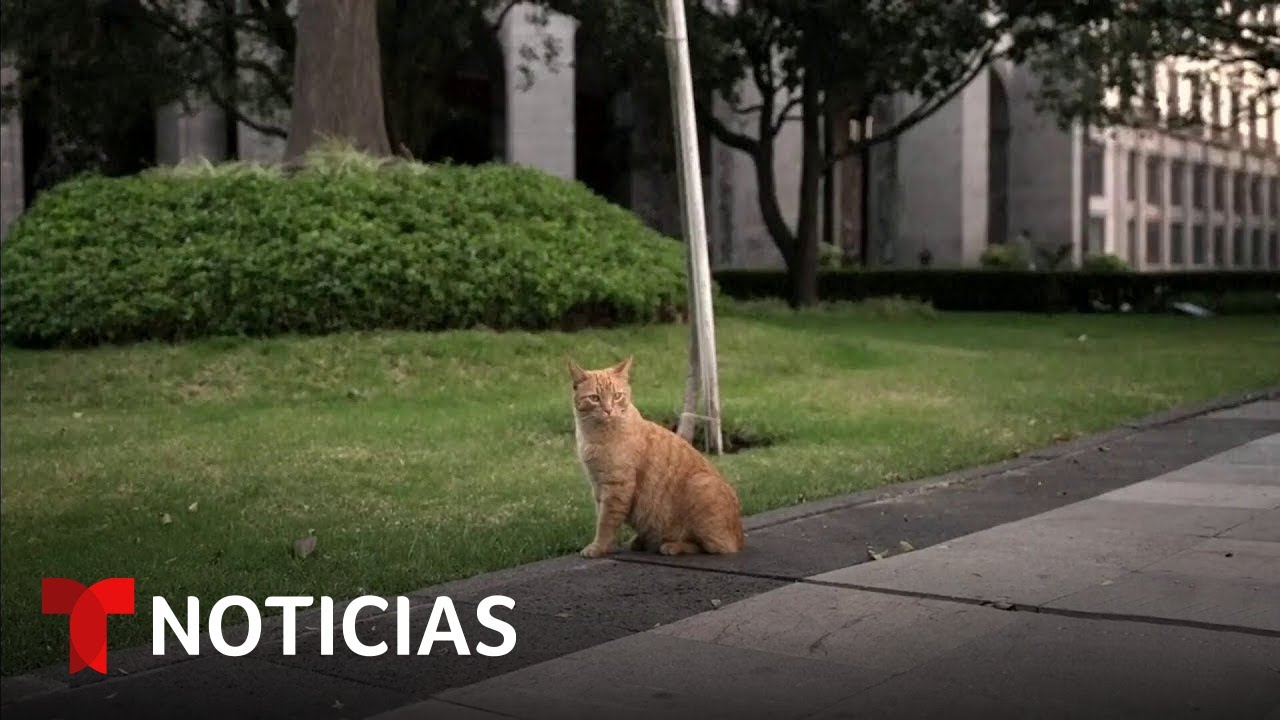 Son 'activos vivos' de México y tienen pelo: los 19 gatos del Palacio Nacional | Noticias Telemundo