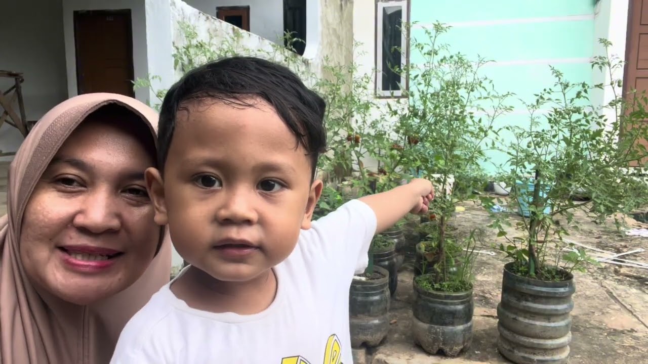 Panen buah tomat