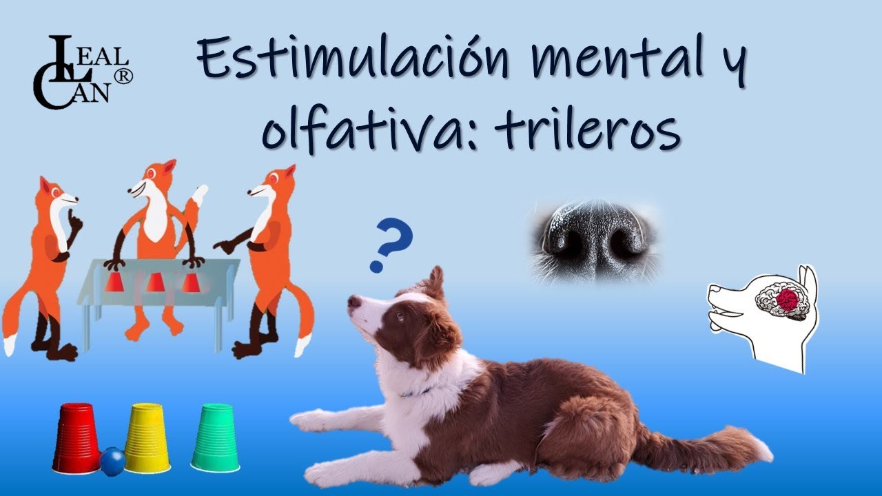 JUEGO para PERROS: trileros. Estimulación mental y olfativa | LealCan Adiestramiento