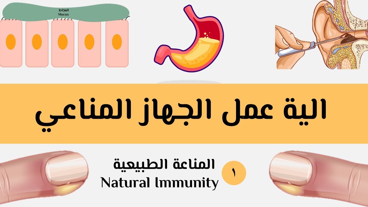 المناعة في الإنسان :الية عمل الجهاز المناعي - المناعة الطبيعية | أحياء الصف الثالث الثانوي نظام جديد