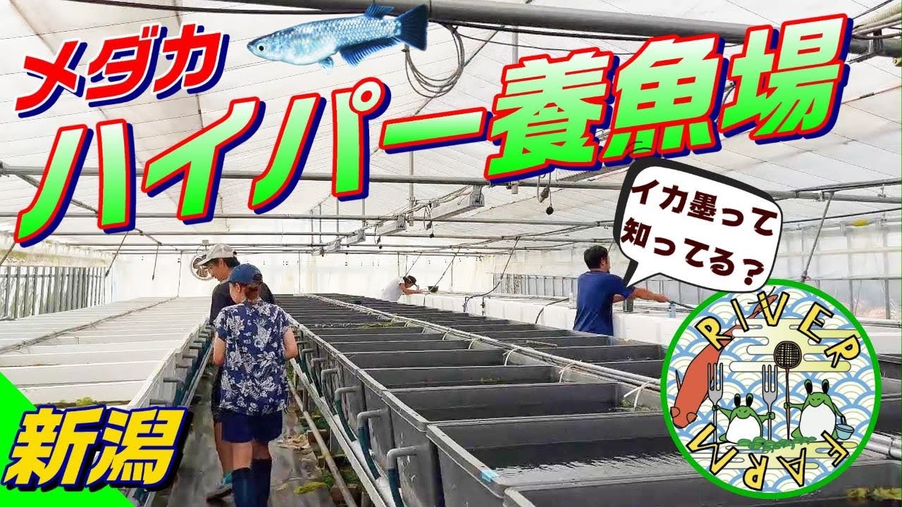 【メダカ】めだかを飼っているすべての人に見てほしい！スーパー養魚場とは何が凄いのか？（メダカ界の革命児！あのメダカの作出者リバーファームに突撃！）