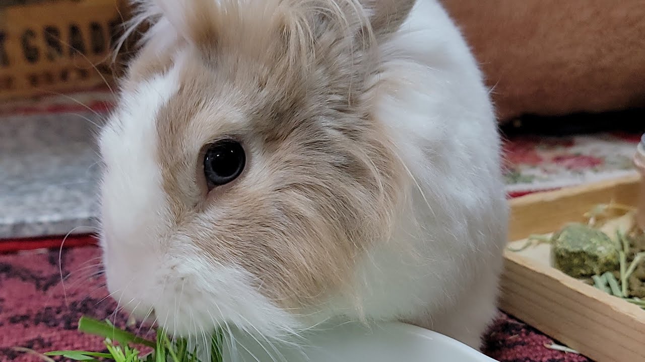 Bunny mofu is live! 27 FEB 2026 #可愛い #かわいい #bunny #rabbit #cute #ふわふわ #うさぎ #relaxing #動物 #viralvideo