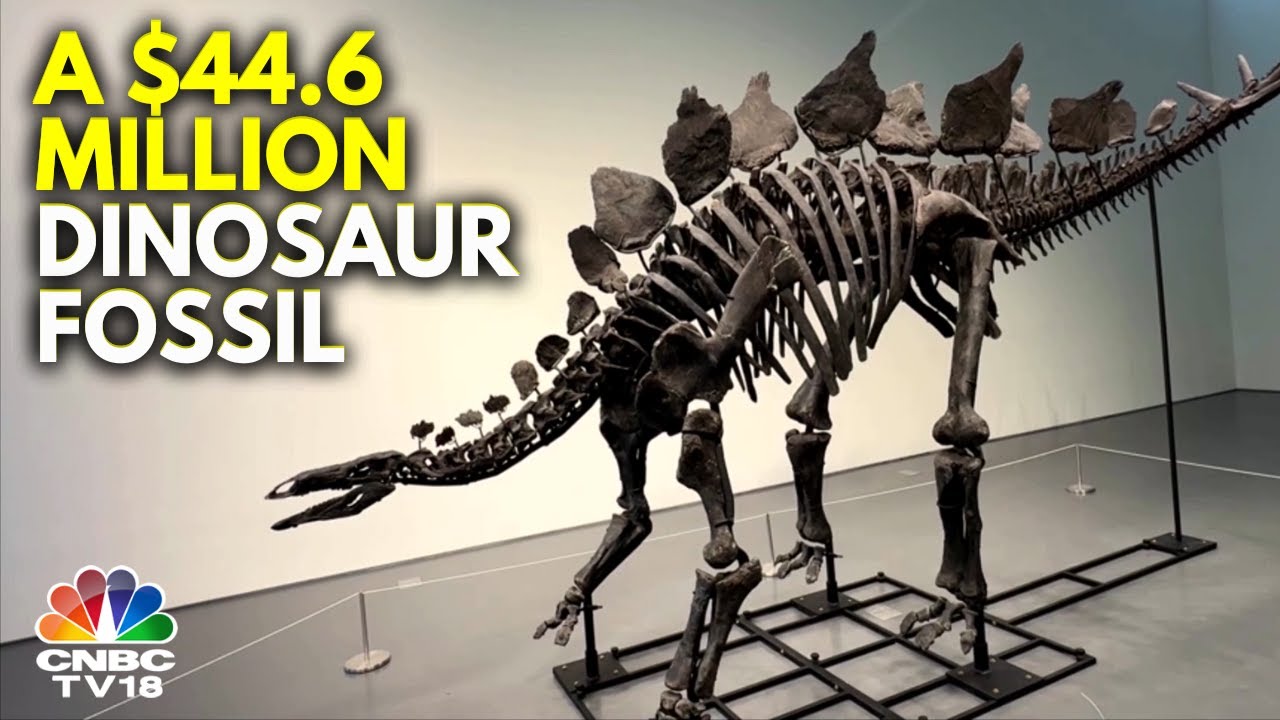 A Stegosaurus Fossil Sells For $44.6 m, A Record For A Dinosaur Fossil | N18G | CNBC TV18