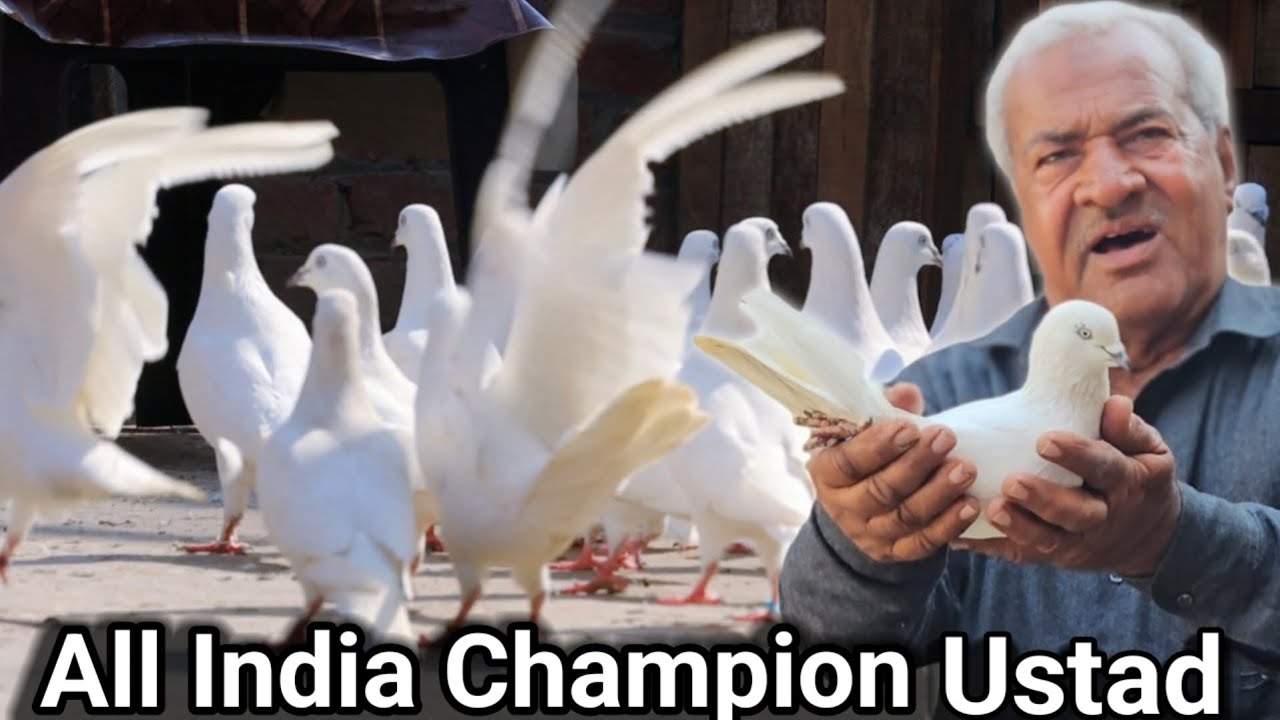 Sambhal Wale Kabootar|all India Champion Ustad Qasim|Kalconche Chitte Kabootar|Jaipurtonkpigeons
