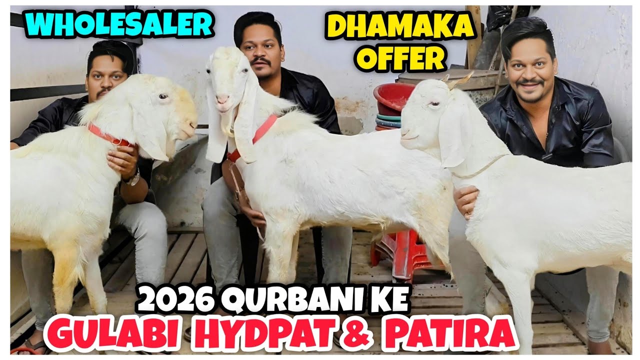 Sabse Sasta Top Quality HYDPAT & PATIRA Goat Collection | 2026 Qurbani| Wholesale Goat Market India