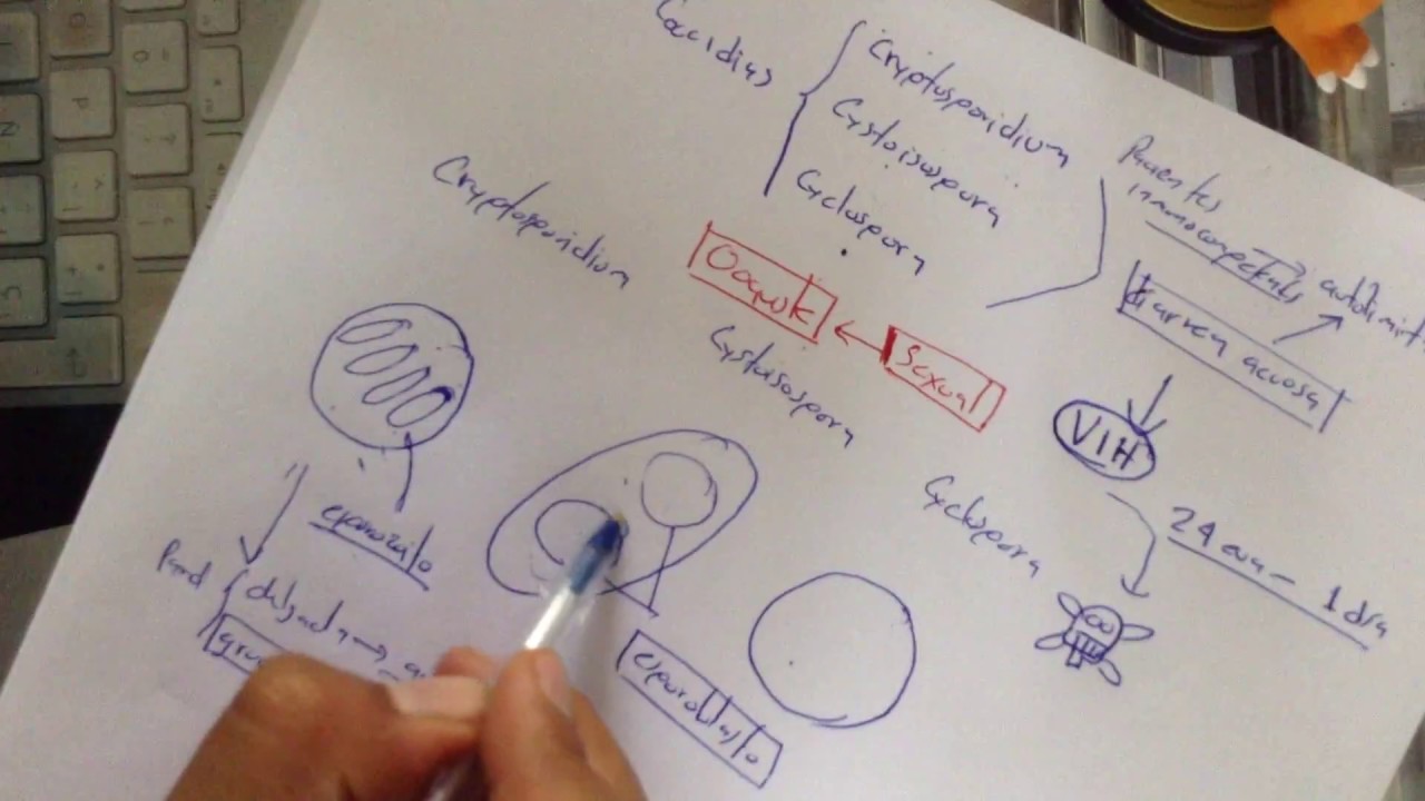 Repaso de parasitología 2