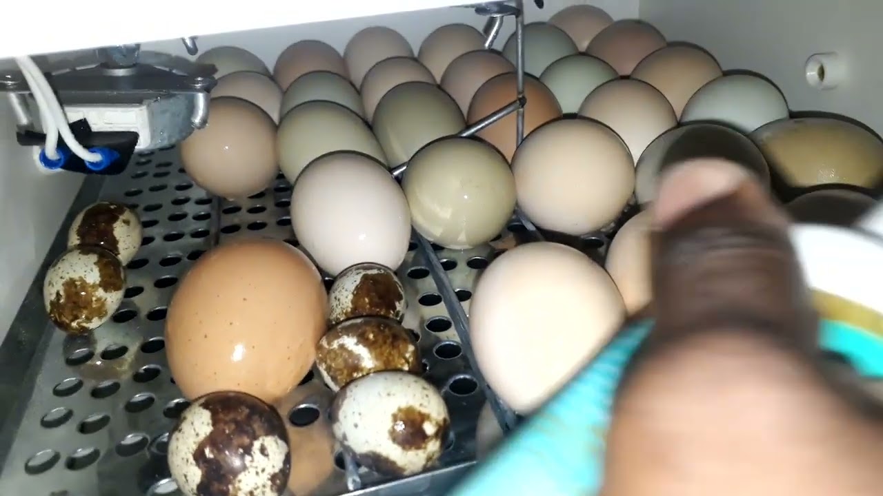 Mostrando como  borrifar água nos ovos na chocadeira 🤔🧐🌷🌺🌹