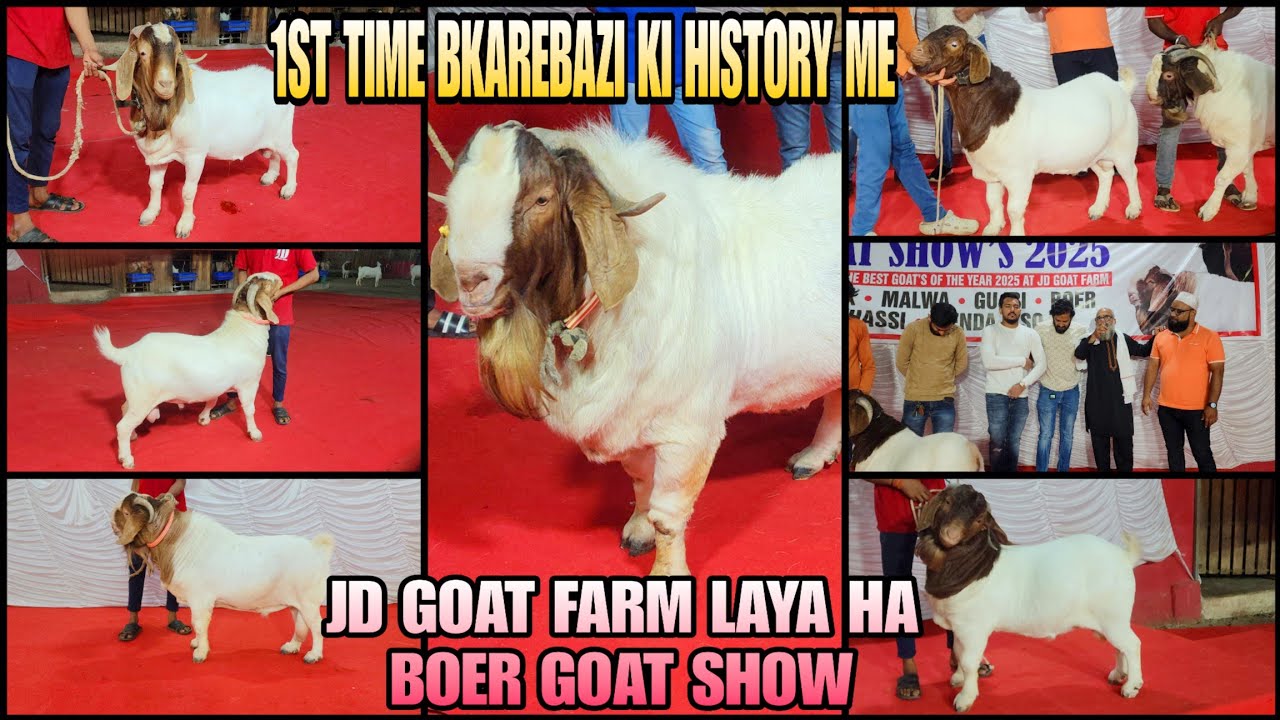 1st Time BakreBazi Ki History Me JD Goat Farm Ne Laya Hai Sirf Or Sirf Boer Bakro Ka Goat Show