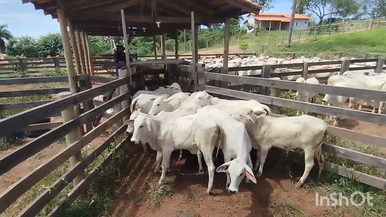 Dia de vermífuga as novilhas 🐂