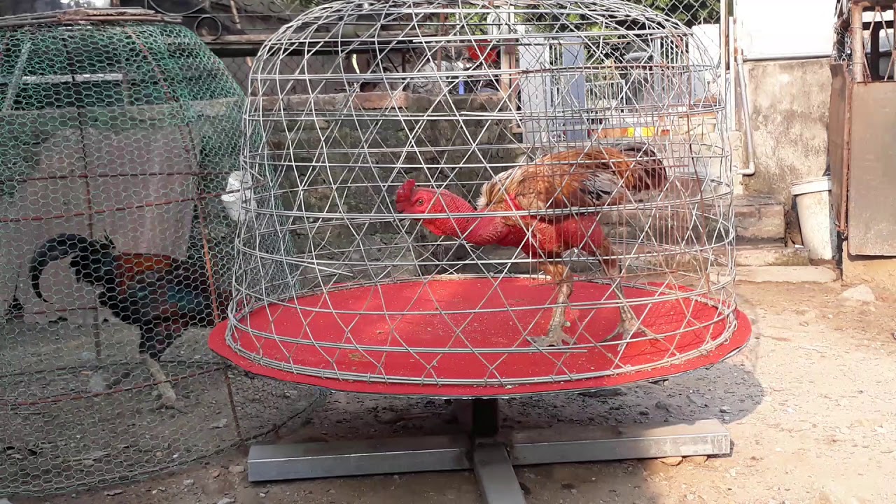 Chạy lồng