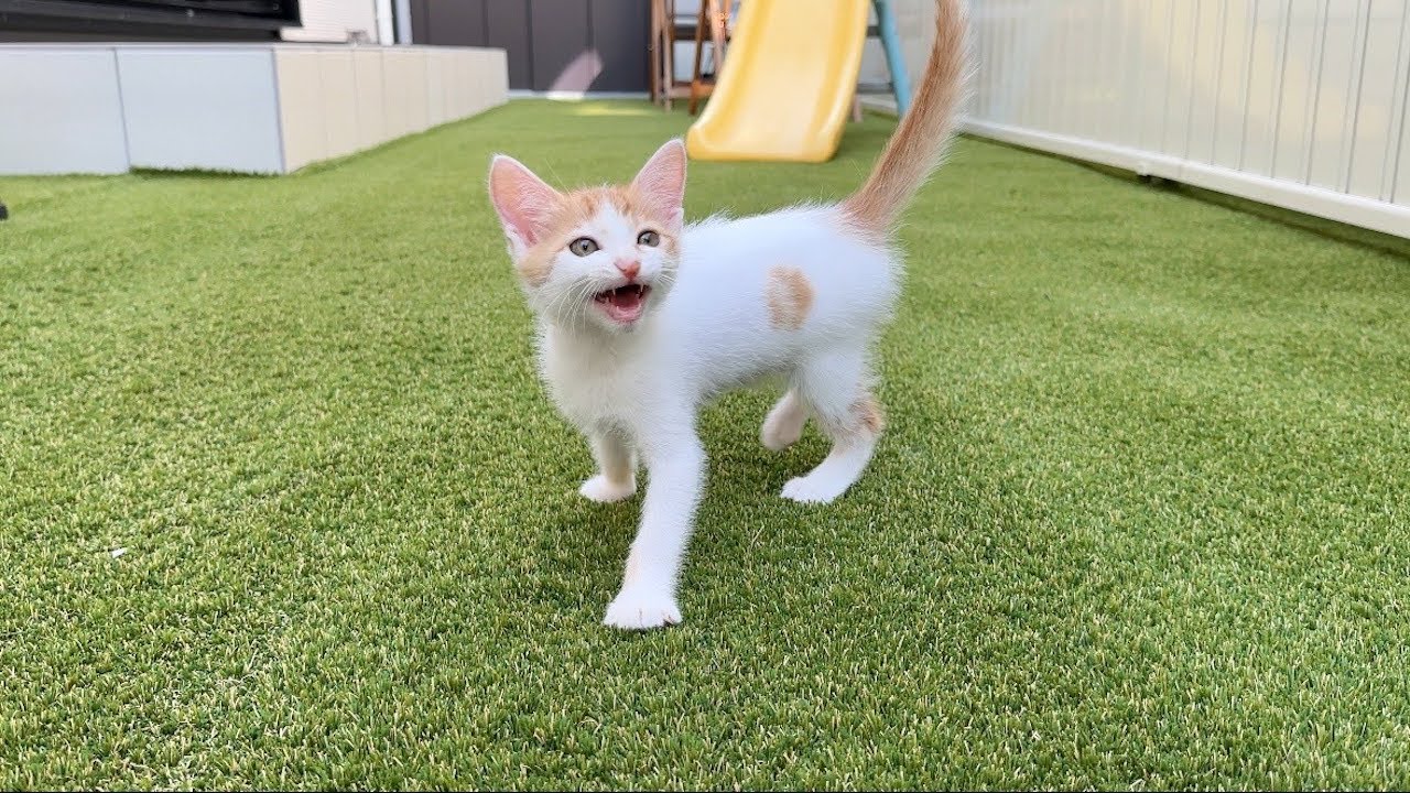 保護した子猫を初めて庭に出してみたら大喜びでこうなっちゃいました…w