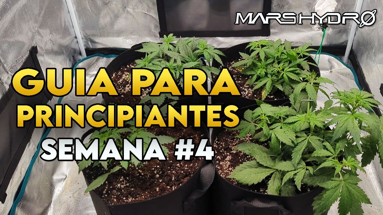 Cultivo para principiantes | Semana 4: Riego con BioBizz en autoflorecientes | Mars Hydro FC3000