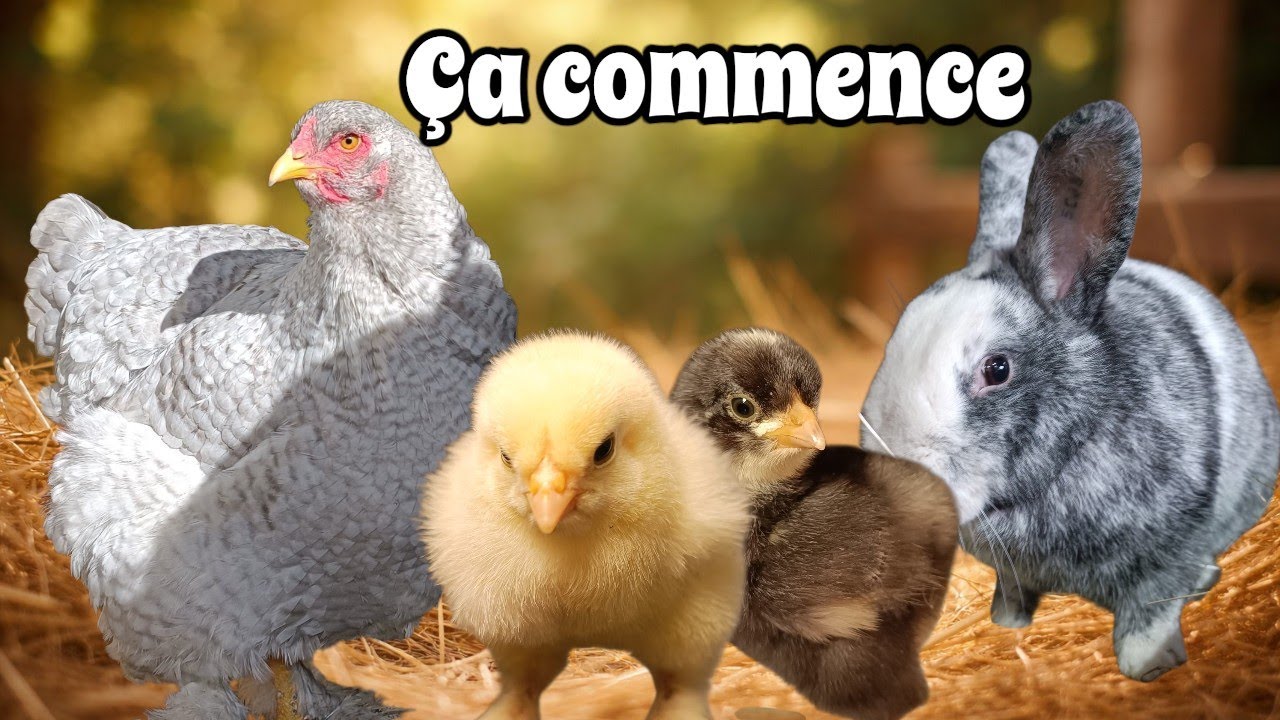 Éclosion de poussins Brahma 🐣 + ma lapine en gestation | Vlog élevage & projet coucou gris perle