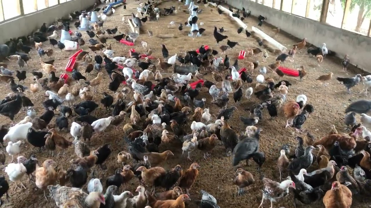 KUKU WA KIENYEJI PURE  Episode 11 #farmlife #banda #farming #chicken #funny #farm #kienyeji #ufugaji