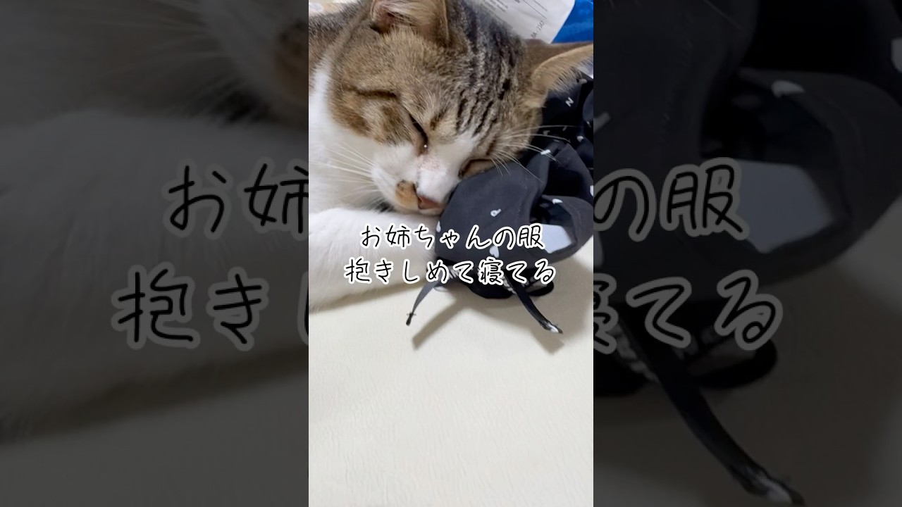 洗濯物が畳めません　#ネコハラ #cat #キジシロ #猫のいる暮らし #shorts