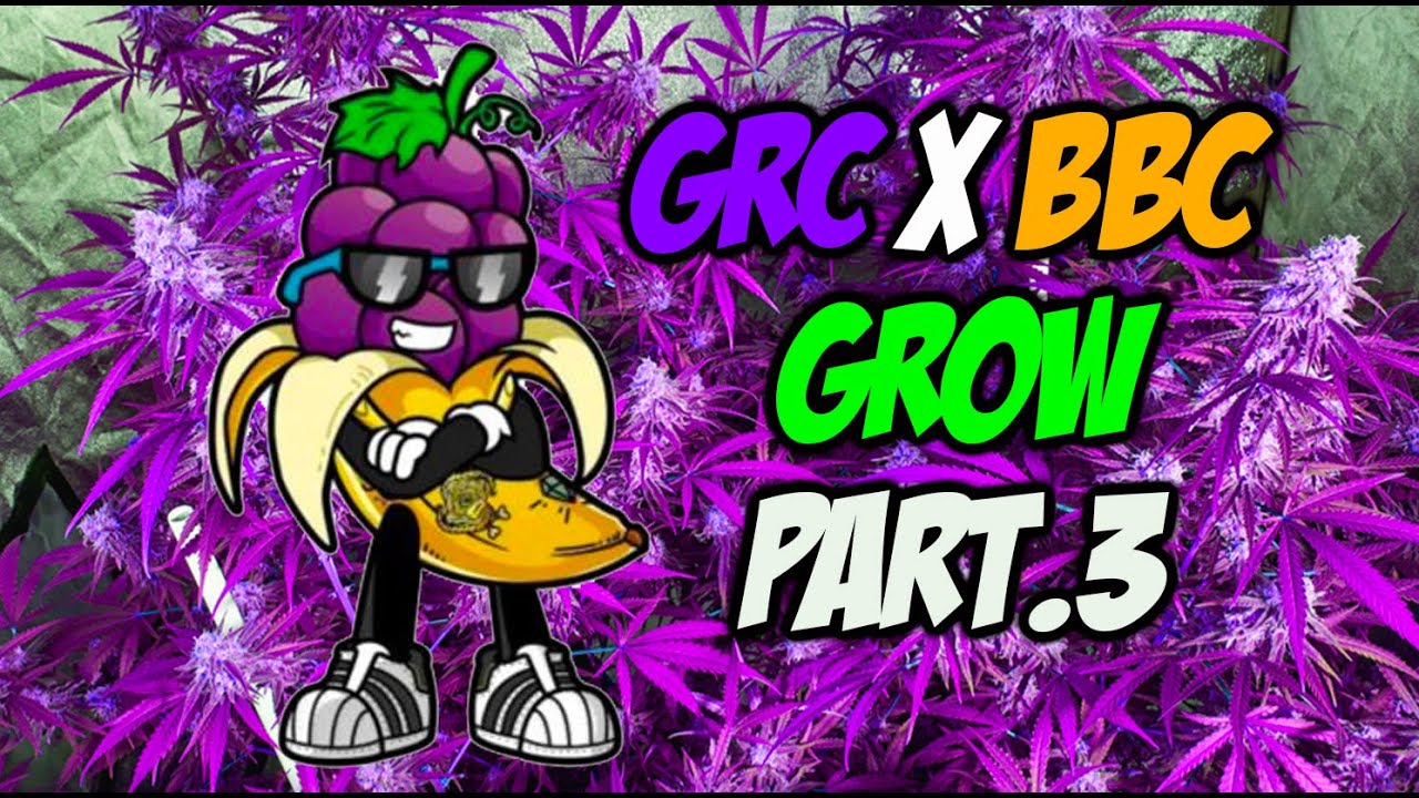 GRAPE ROCK CANDY X BANANA BUTTER CUPS F2 GROW  Part .3