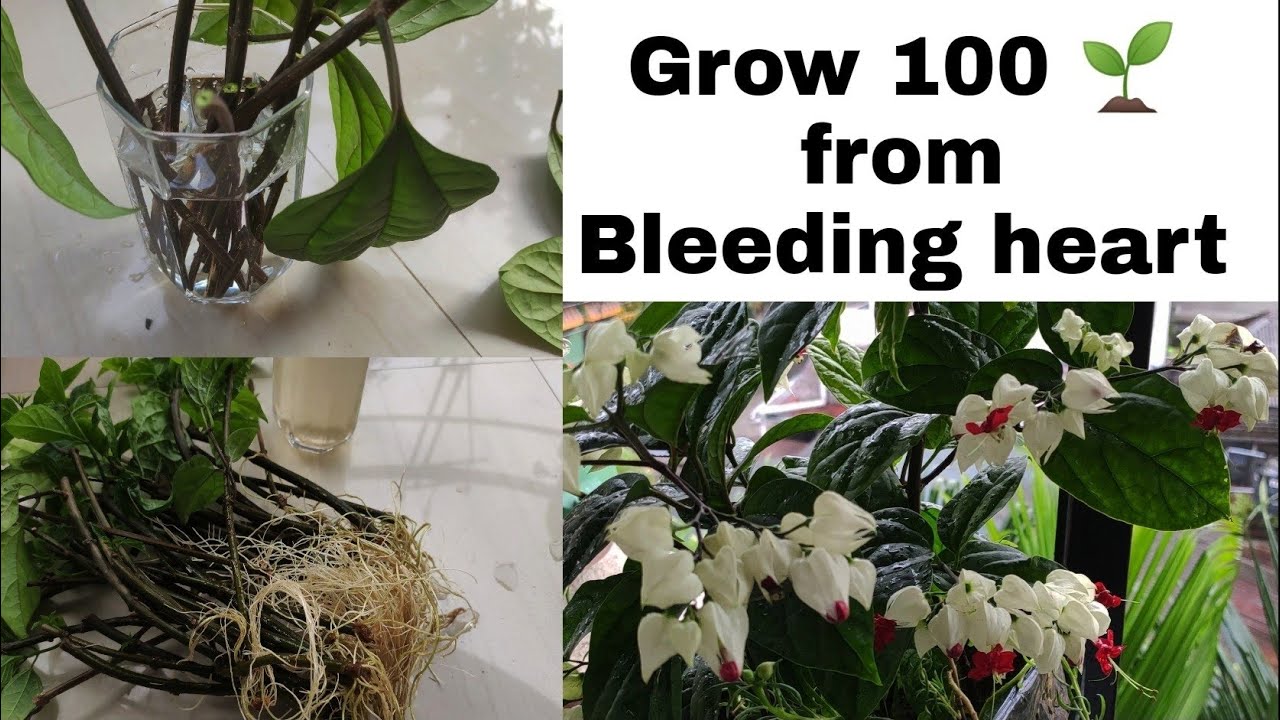 100 plants from Bleeding heart cuttings Ep-13