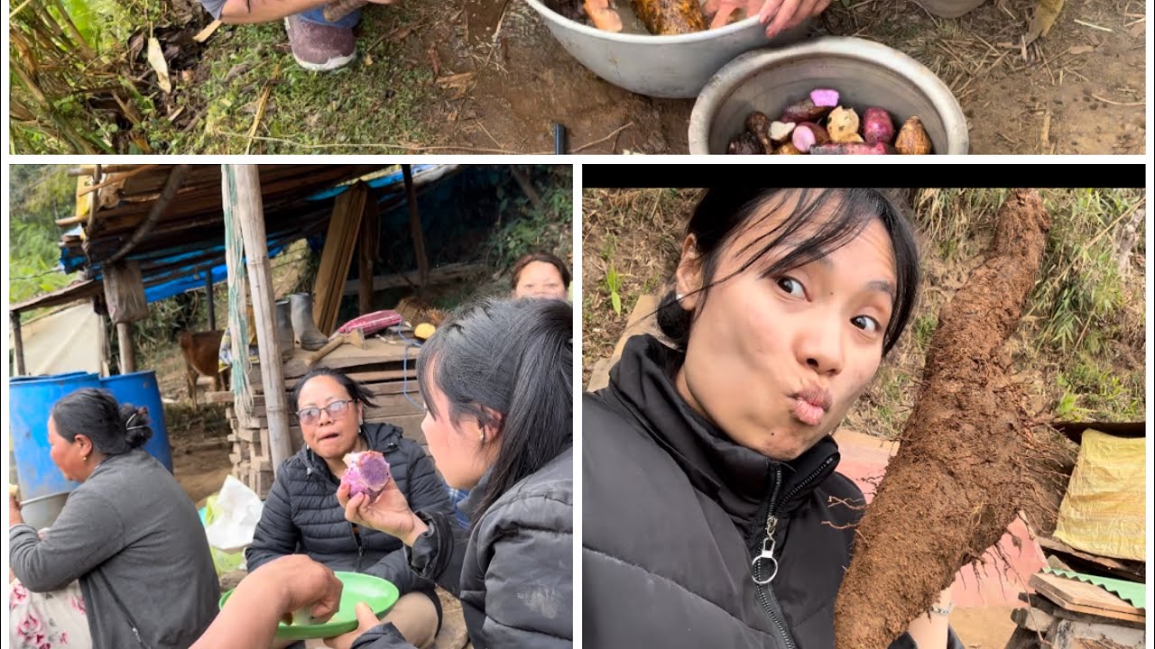 #enjoying #villagelife  digging and cooking  yam 🍠 