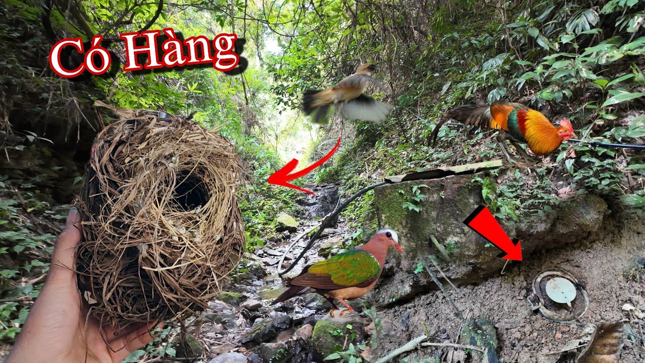 Thử Gài Cạm Kẹp Chuột Rừng Và Chăm Sóc Gà Rừng | Dân Tộc Tây Bắc Tv